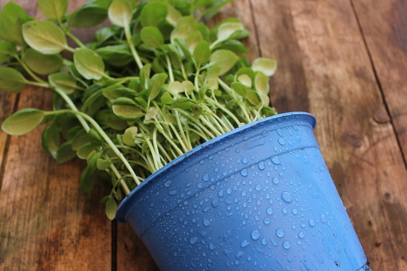 Garden Planting